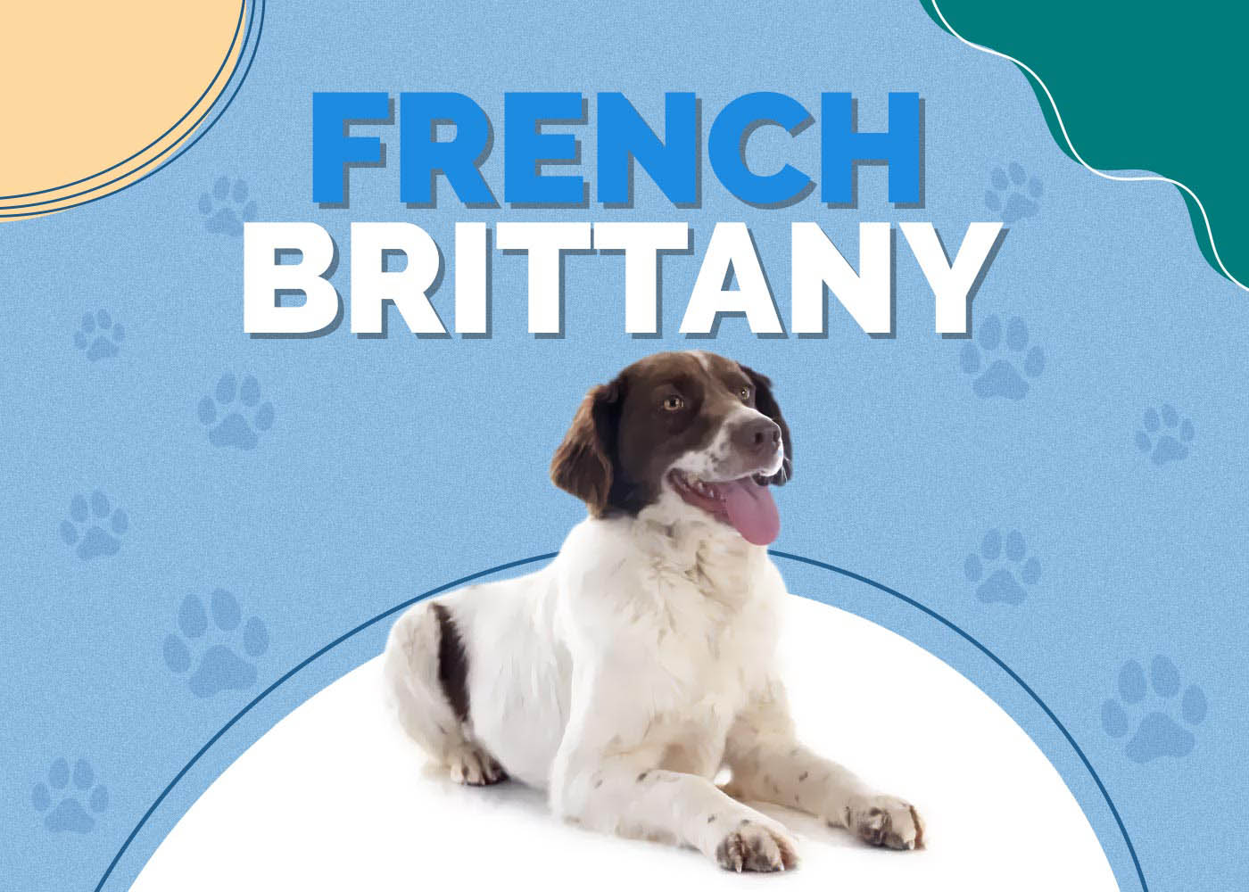 French Brittany: Info, Pictures, Characteristics & More