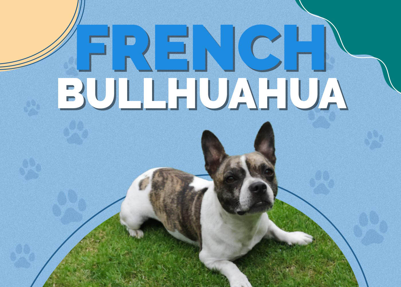 French Bullhuahua (French Bulldog & Chihuahua Mix): Info, Pictures & Care