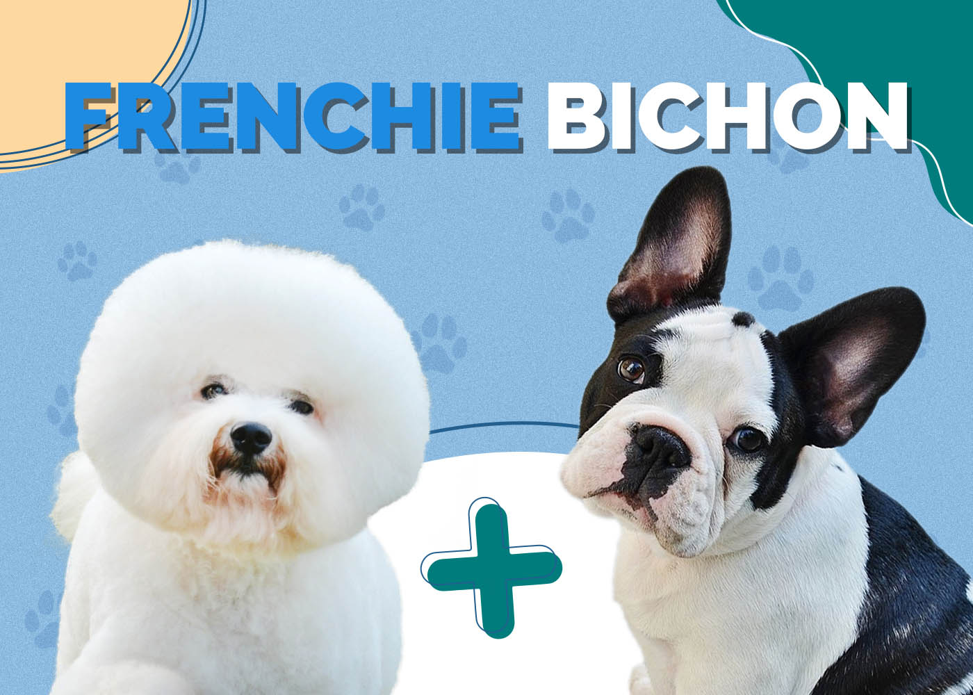 Frenchie Bichon (French Bulldog & Bichon Frise Mix): Info, Pictures, Characteristics & Facts