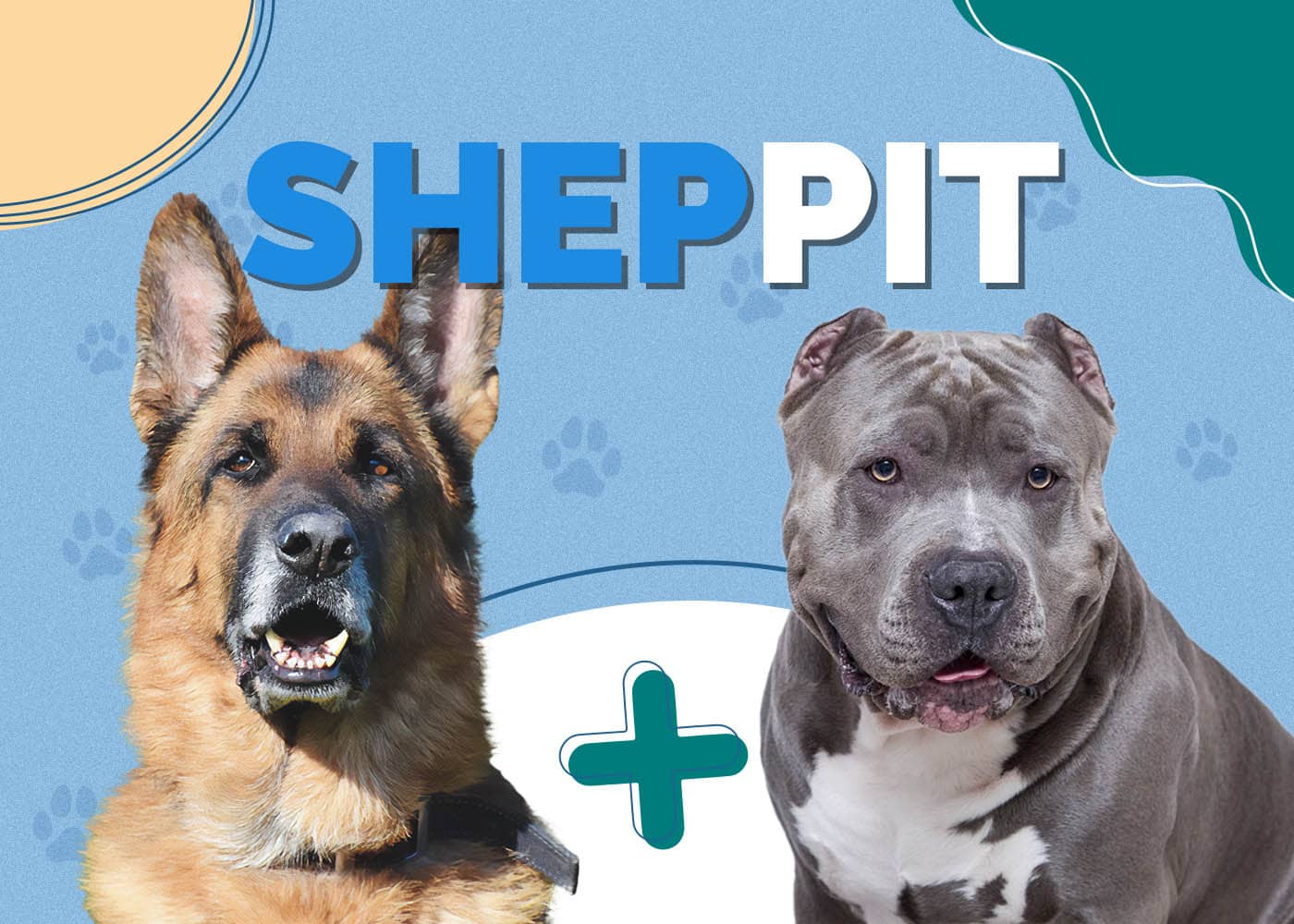 German Shepherd Pit Mix (Sheppit): Info, Pictures, Characteristics & More