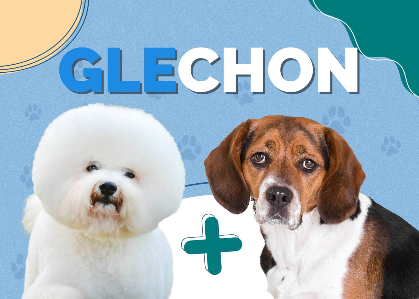 Glechon (Bichon Frise & Beagle Mix): Info, Pictures, Characteristics & More