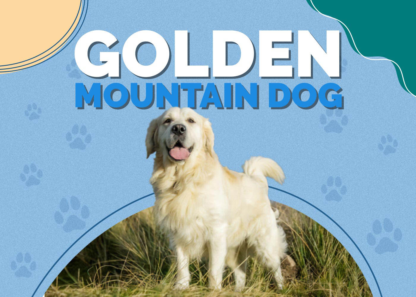 Golden Mountain Dog: Mixed Breed Info, Pictures, Facts, & Traits