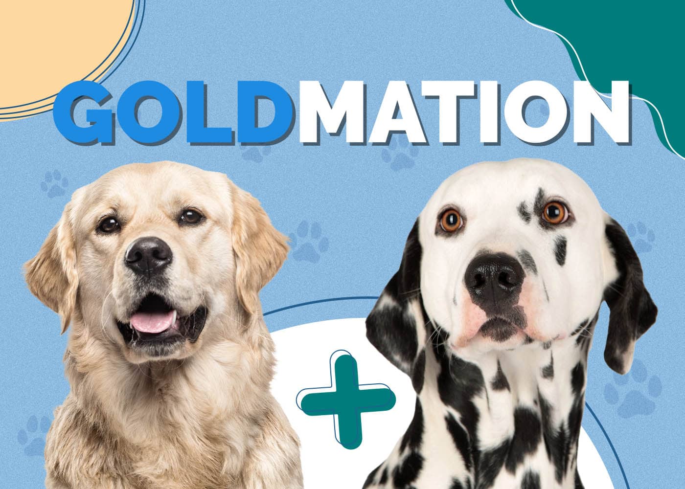 Golden Retriever Dalmatian Mix (Goldmation): Info, Pictures, Characteristics & More