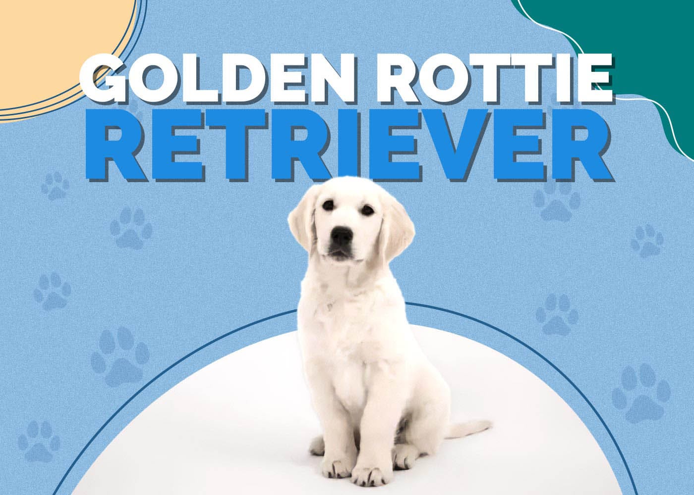 Golden Rottie Retriever (Golden Retriever & Rottweiler Mix): Info, Pictures & More