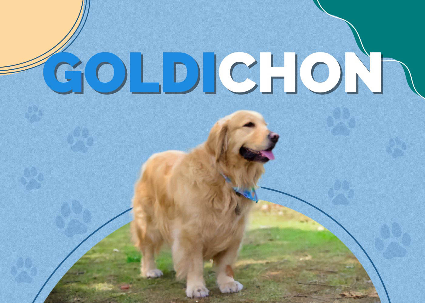 Goldichon (Golden Retriever & Bichon Frise Mix): Dog Breed Info & Pictures