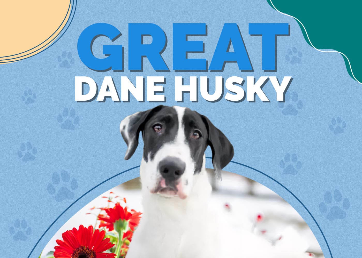 Great Dane Husky Mix: Dog Breed Info & Pictures
