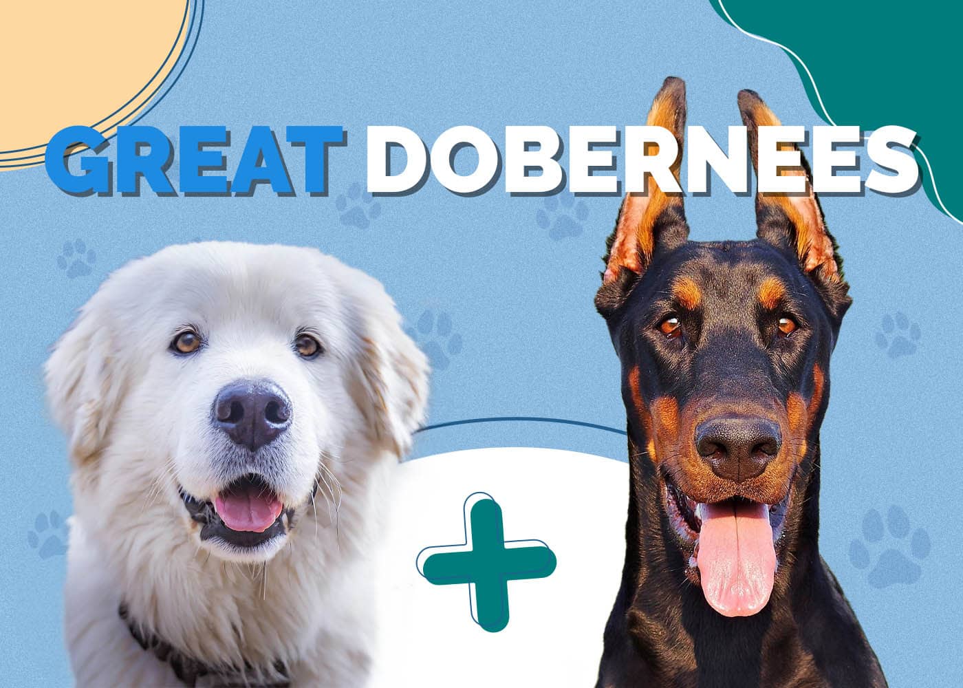 Great Dobernees (Great Pyrenees & Doberman Mix): Info, Pictures, Characteristics & More