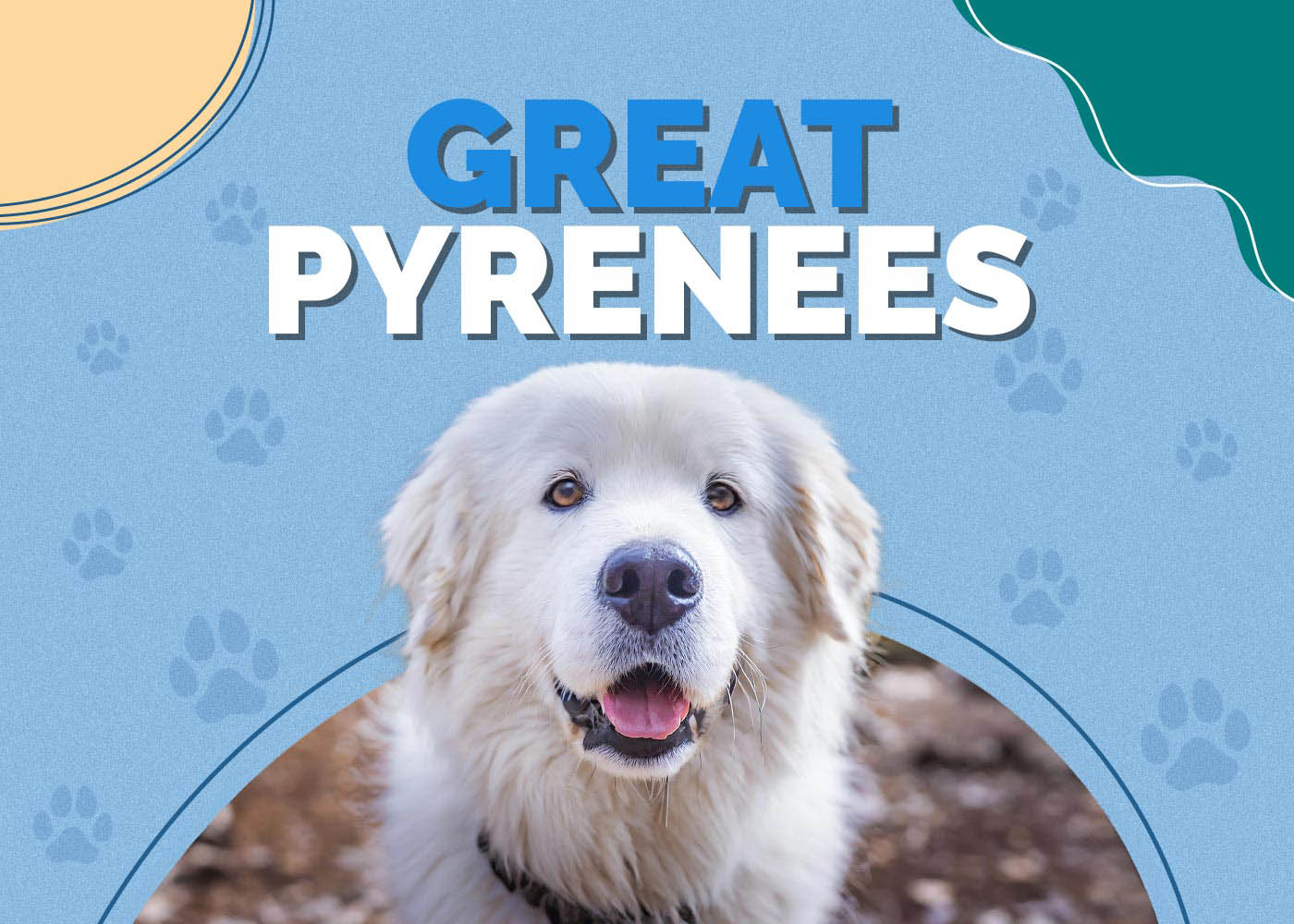 Great Pyrenees Dog Breed: Info, Pictures, Characteristics & More
