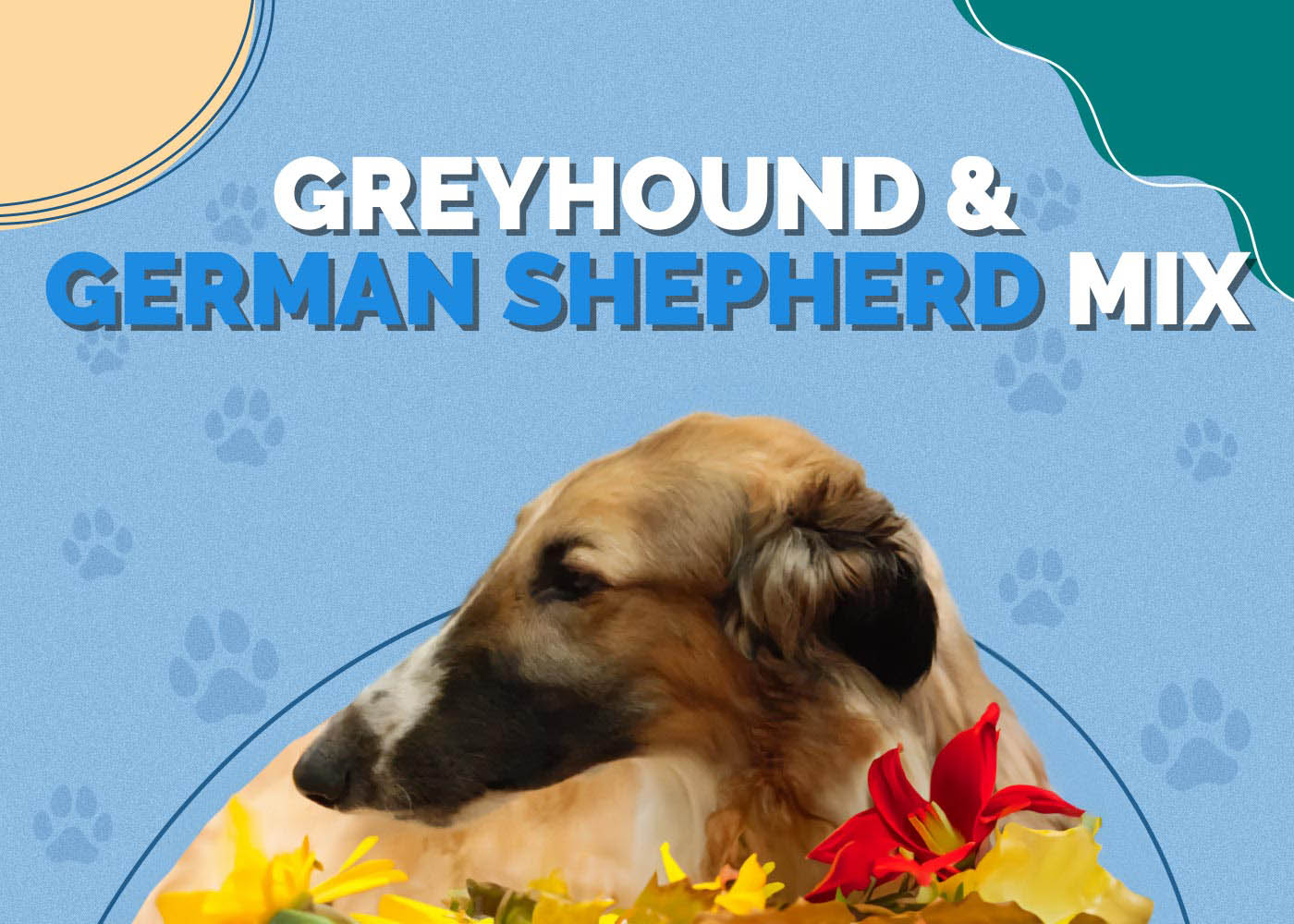 Greyhound & German Shepherd Mix: Info, Pictures, Personality