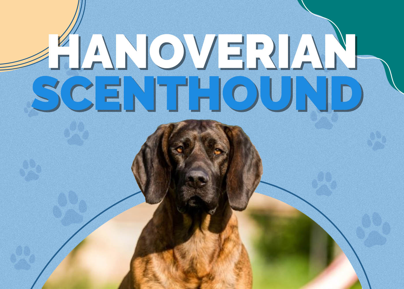 Hanoverian Scenthound Dog: Breed Info, Pictures, Facts