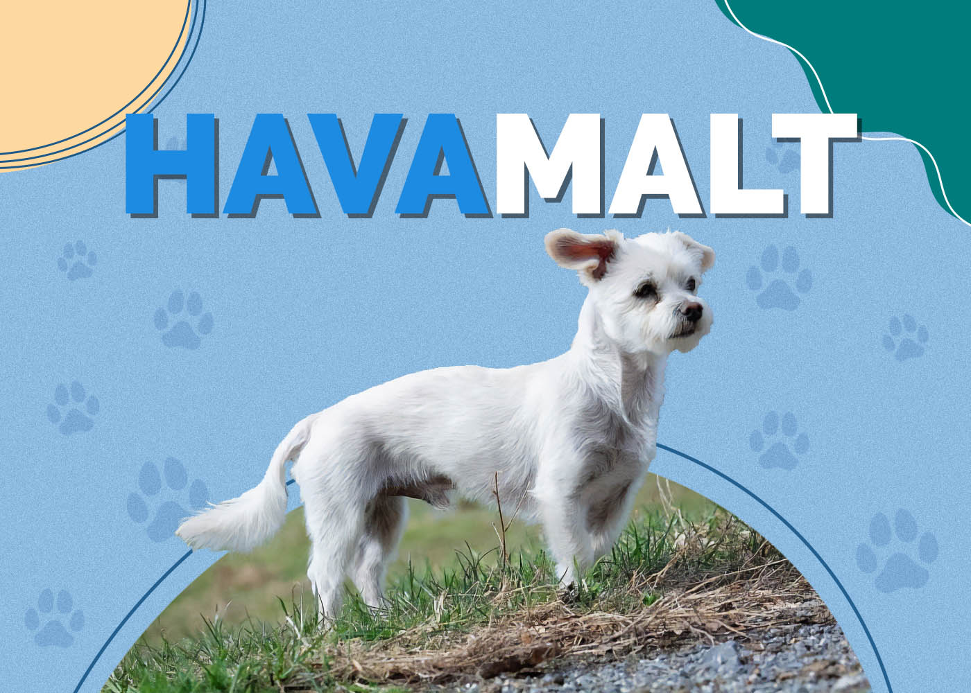 Havamalt (Maltese & Havanese Mix): Info, Pictures, Facts