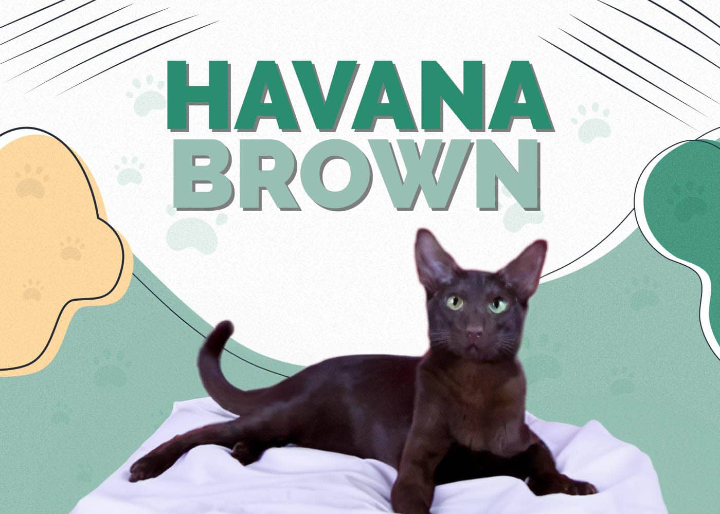 Havana Brown Cat Breed: Info, Pictures, Temperament & Traits