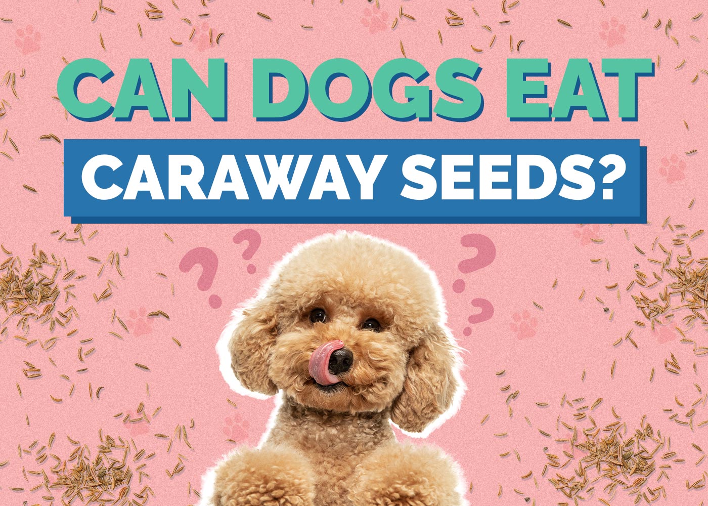 Can Dogs Eat Caraway Seeds? Vet-Approved Facts & FAQ
