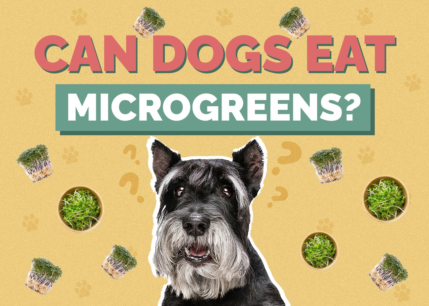 Can Dogs Eat Microgreens? Vet Approved Facts & FAQ