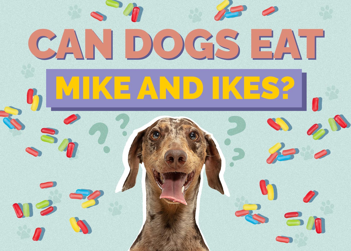 Can Dogs Eat Mike and Ikes? Vet-Reviewed Advice