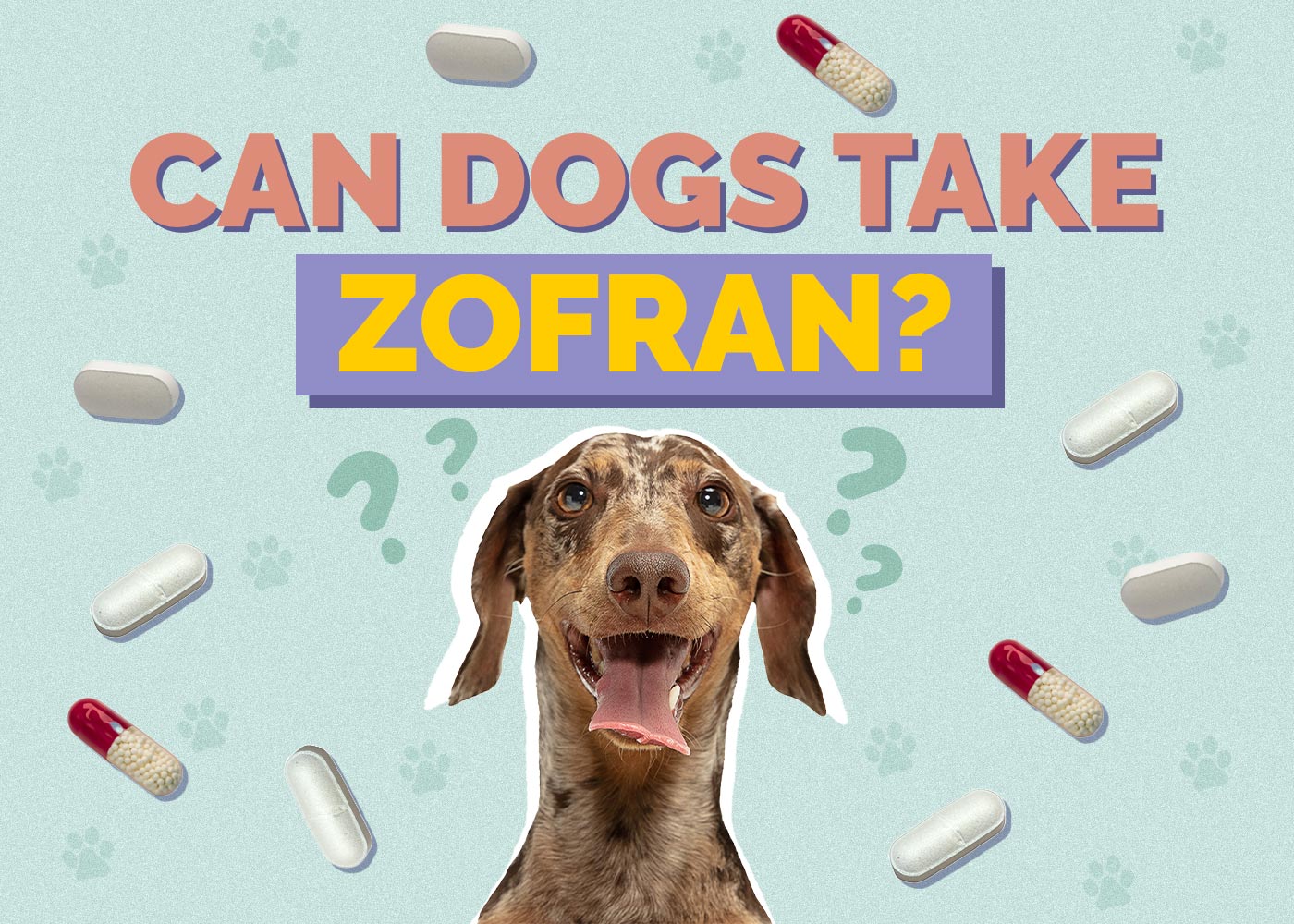 Can Dogs Take Zofran? Our Vet Explain Uses, Risks & FAQ