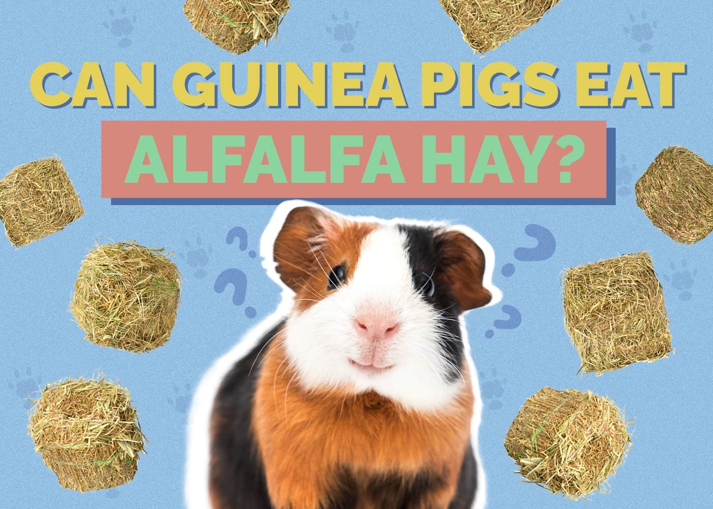 Can Guinea Pigs Eat Alfalfa Hay? Vet-Reviewed Facts & Safety Guide