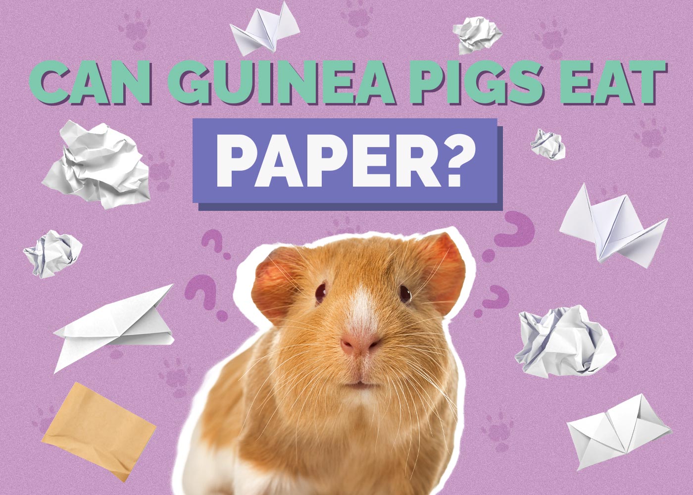 Can Guinea Pigs Eat Paper? Vet Approved  Facts & Safety Guide