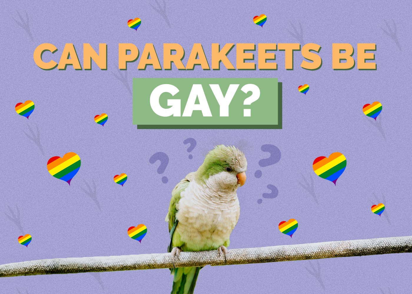 Can Parakeets Be Gay? Vet-Approved Facts & FAQ