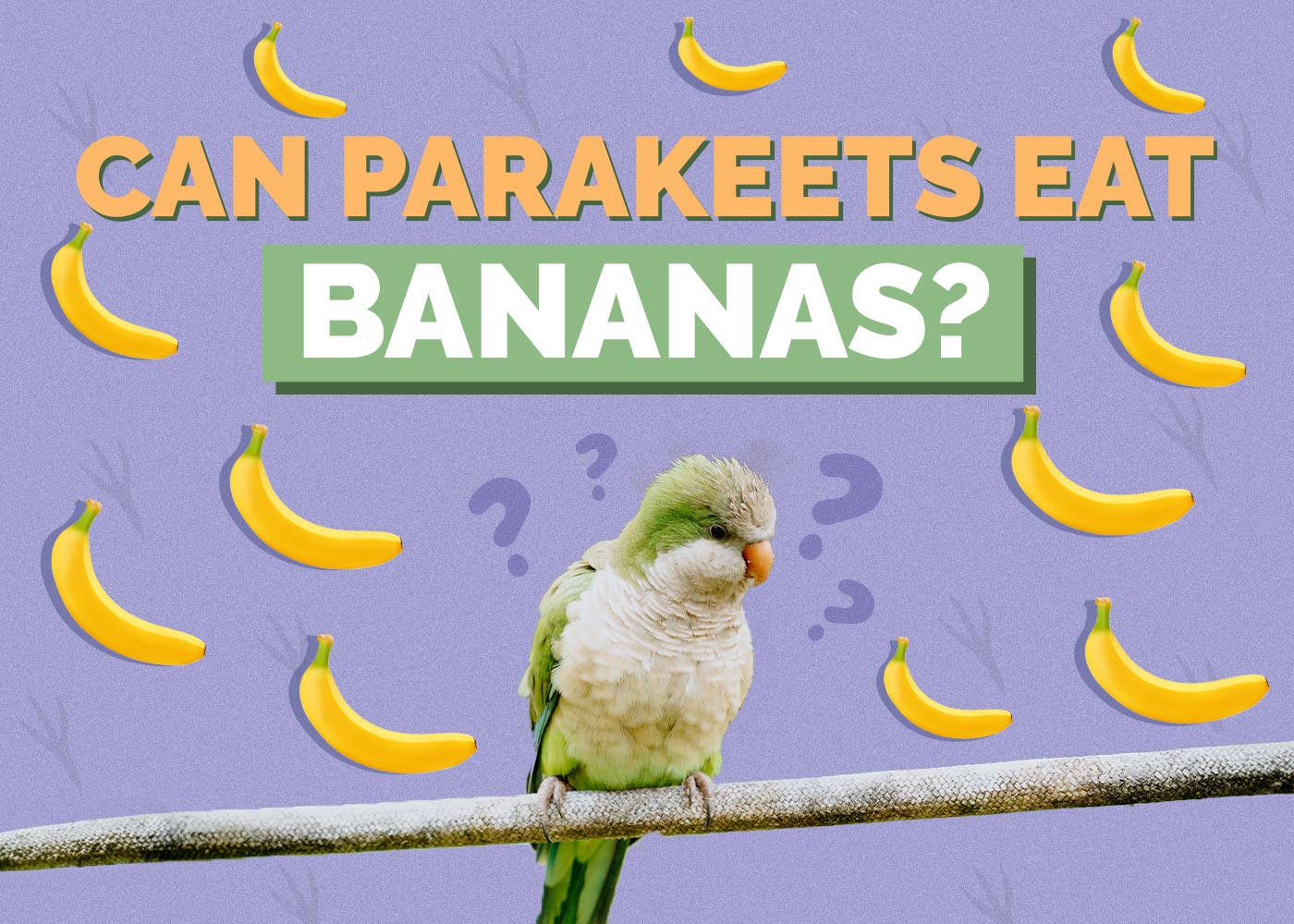 Can Parakeets Eat Bananas? Vet Approved Nutrition Facts & FAQ