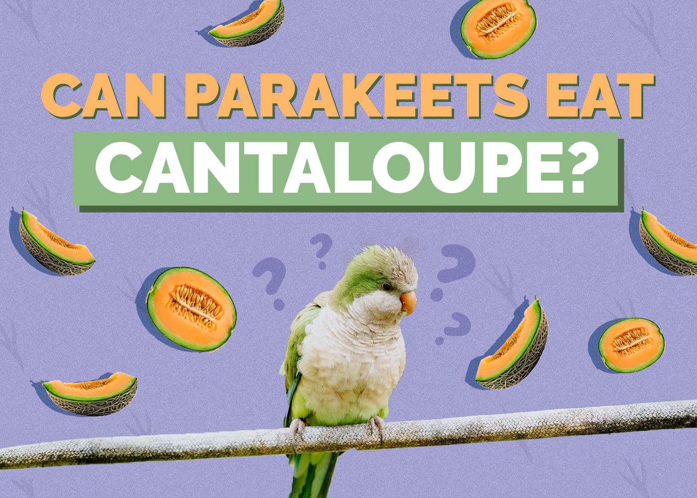 Can Parakeets Eat Cantaloupe? Vet-Approved Nutrition Facts