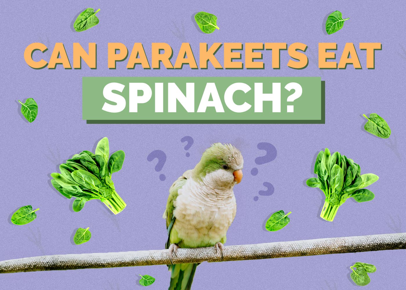 Can Parakeets Eat Spinach? Vet-Reviewed Nutrition Facts & FAQ