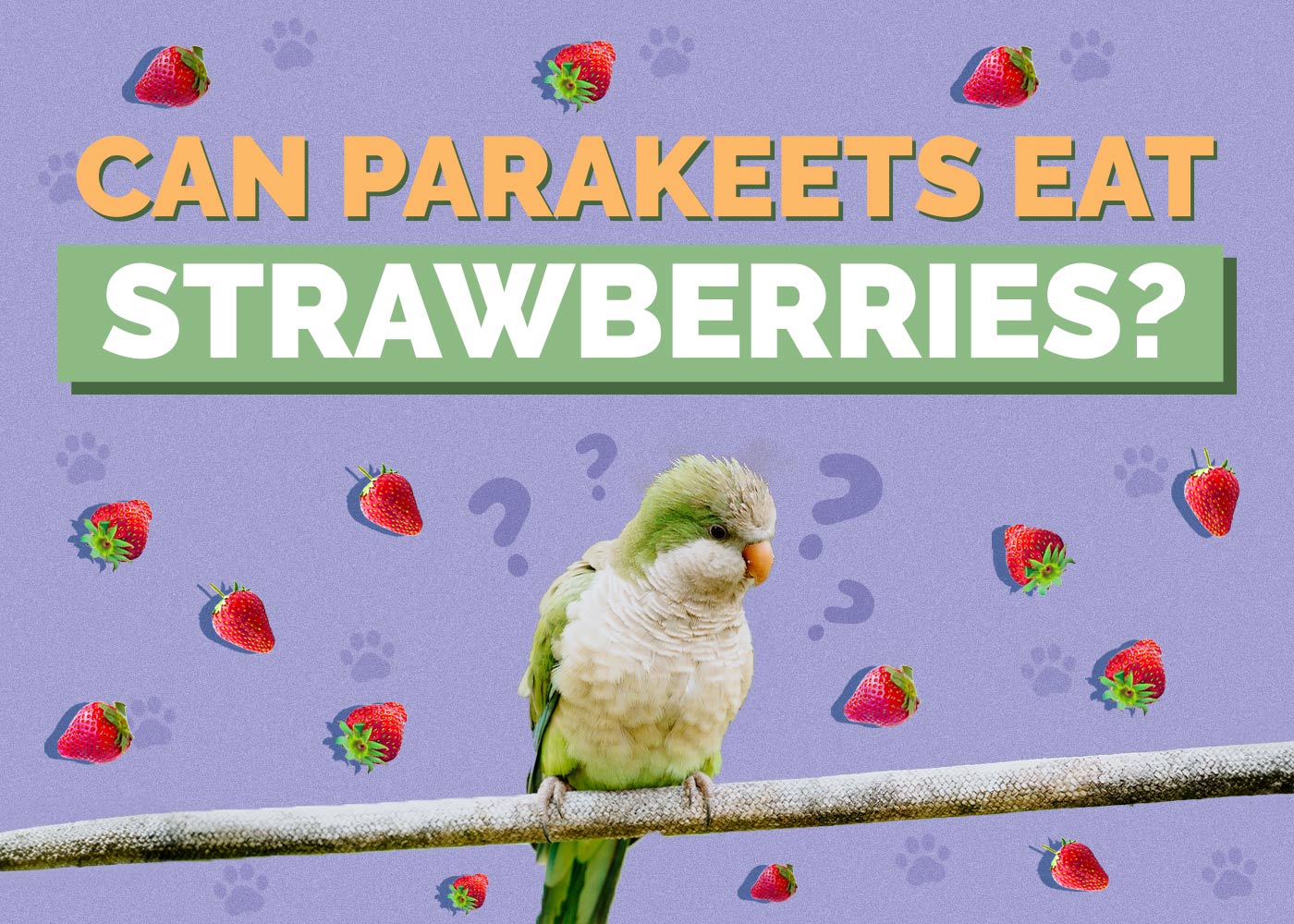 Can Parakeets Eat Strawberries? Vet-Reviewed Nutritional Guide