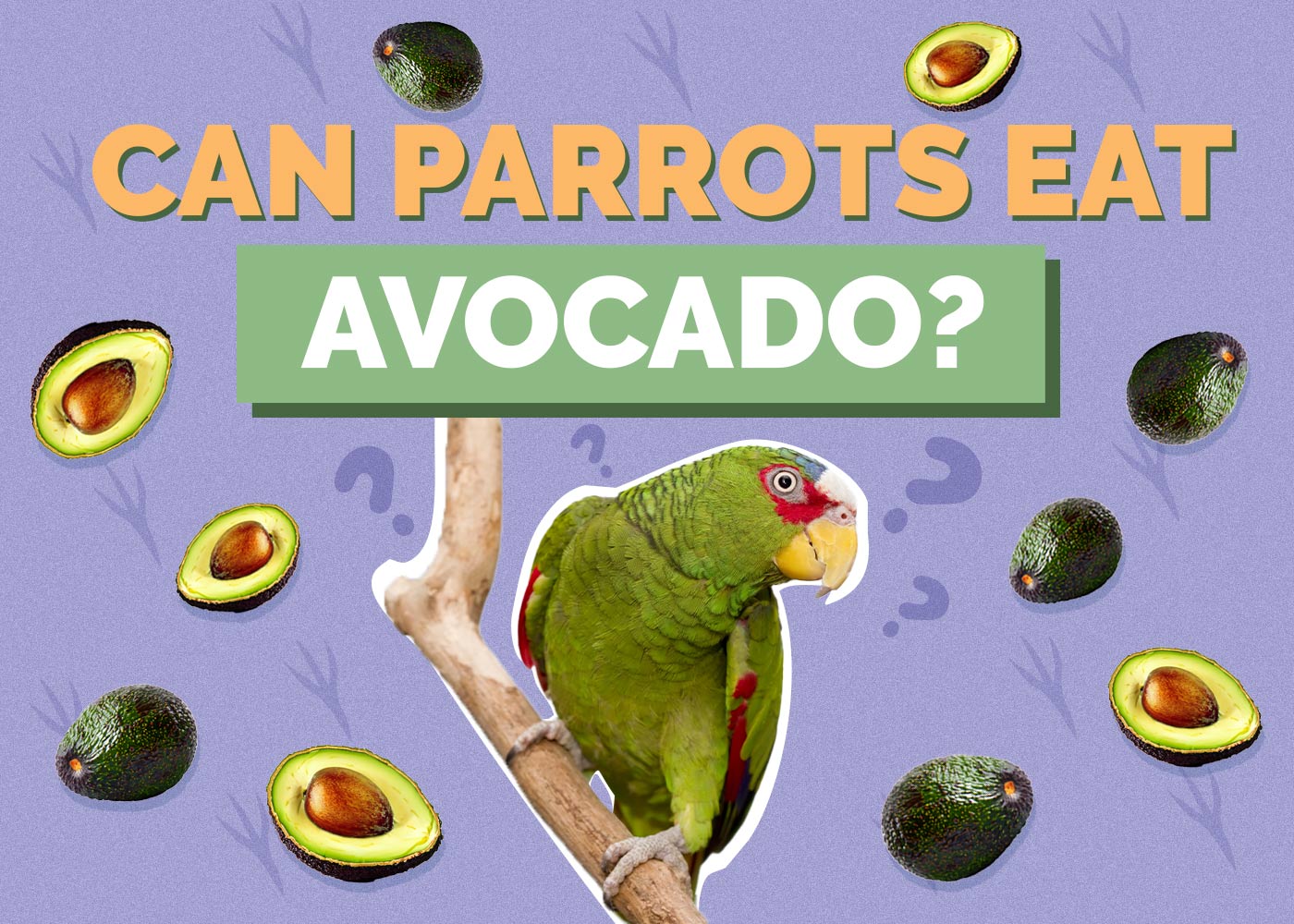 Can Parrots Eat Avocado? Vet Approved Facts & Nutrition Guide