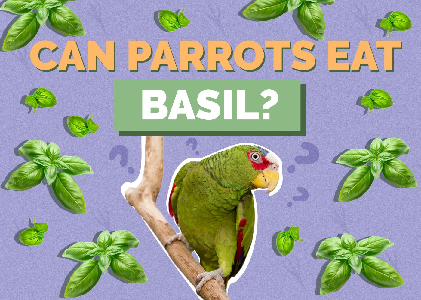 Can Parrots Eat Basil? Vet Reviewed Health Concerns