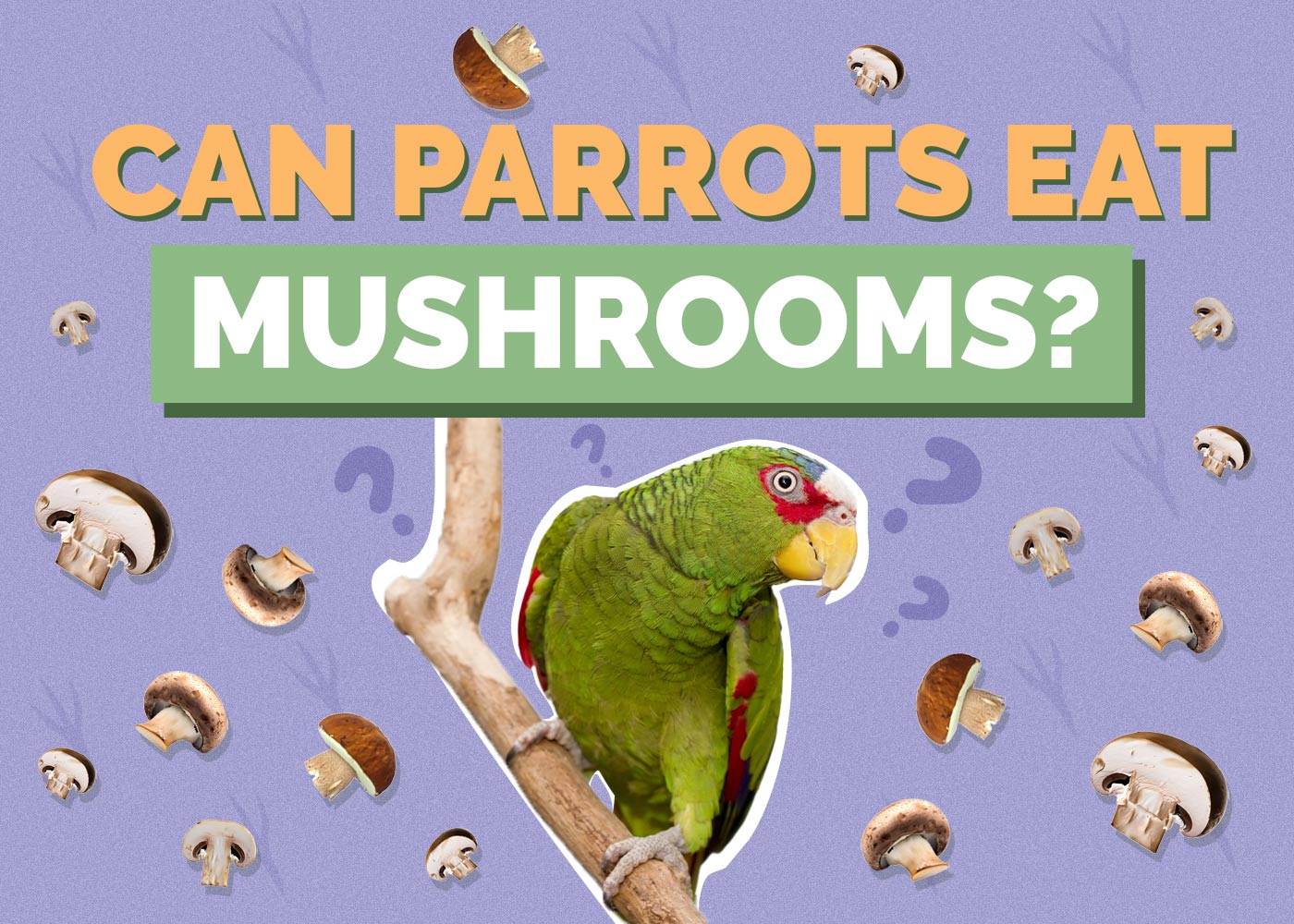 Can Parrots Eat Mushrooms? Vet-Reviewed Facts & FAQ