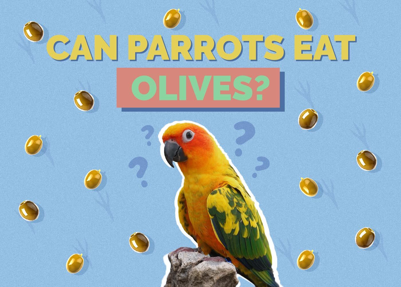 Can Parrots Eat Olives? Vet-Approved Facts & FAQ