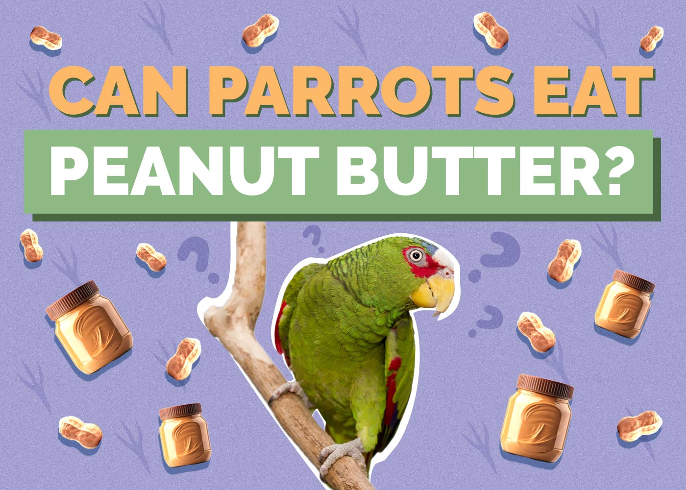 Can Parrots Eat Peanut Butter? Vet-Reviewed Feeding Facts