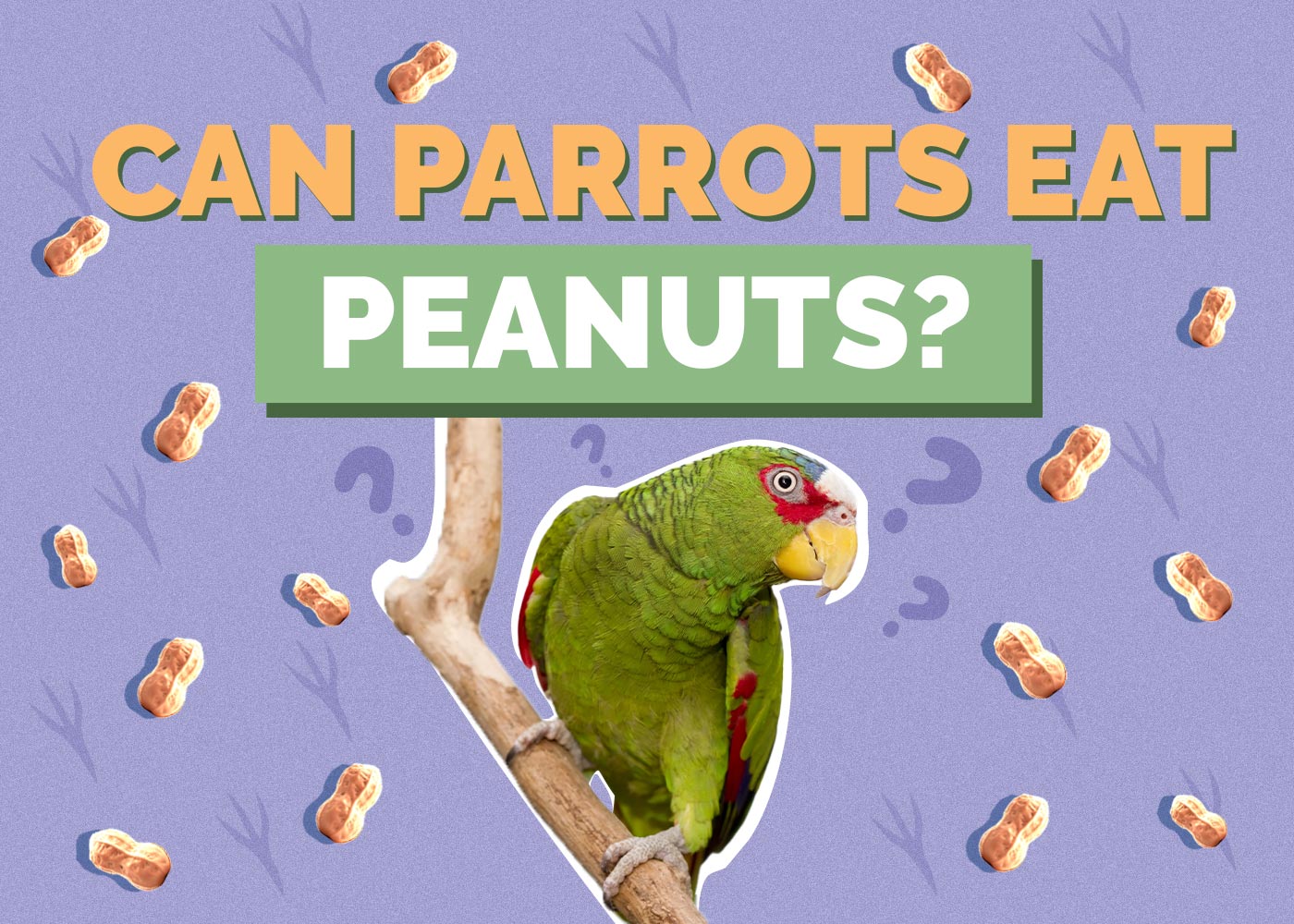 Can Parrots Eat Peanuts? Vet-Verified Facts & FAQ