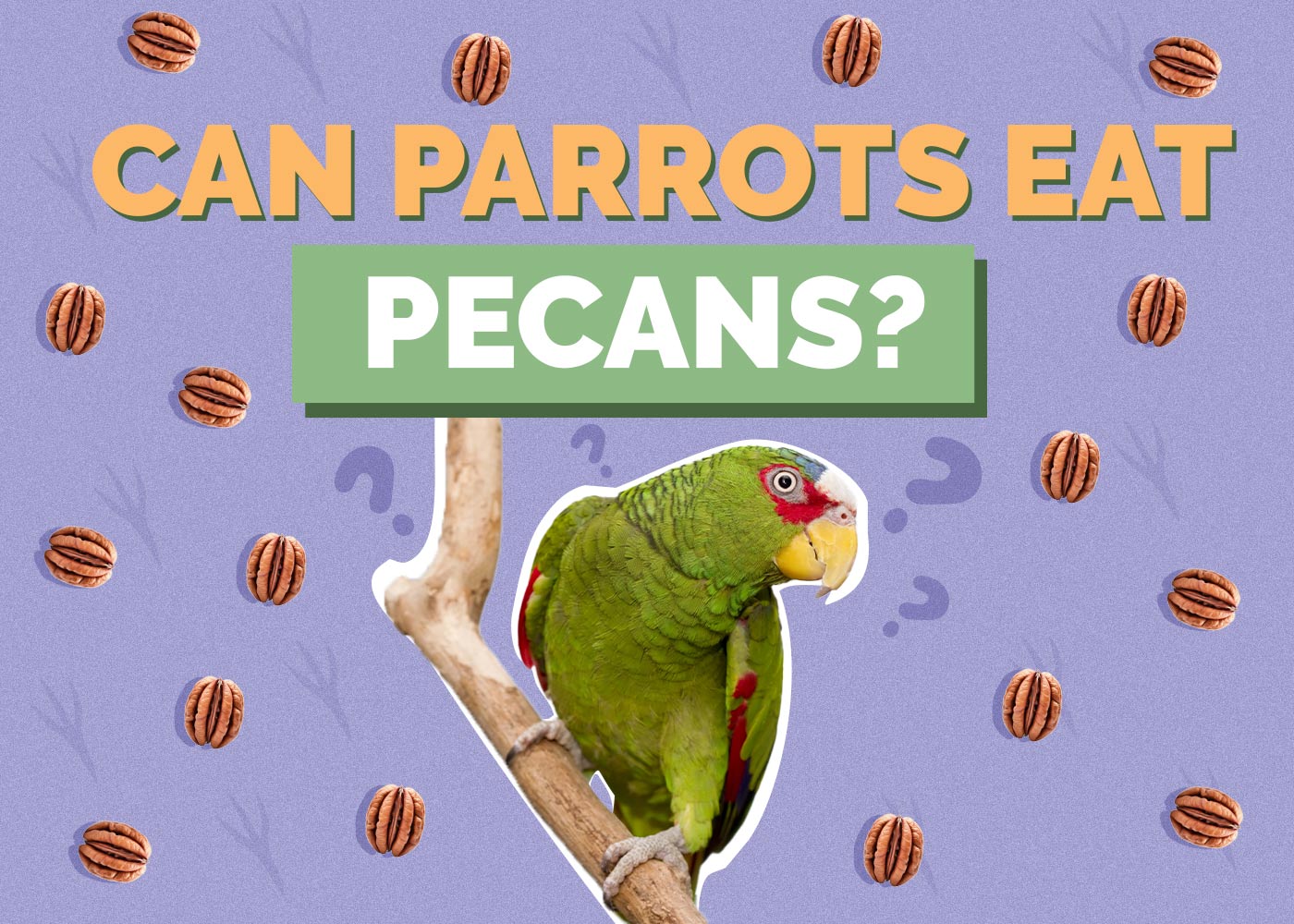 Can Parrots Eat Pecans? Vet-Verified Facts & Health Guide
