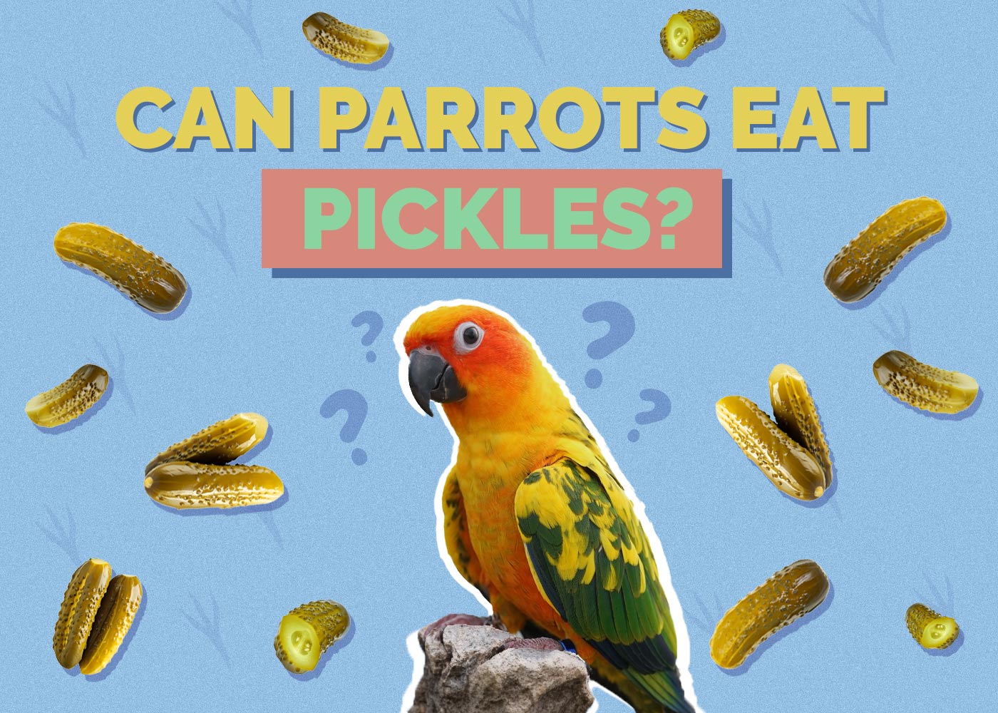 Can Parrots Eat Pickles? Vet-Reviewed Health Concerns