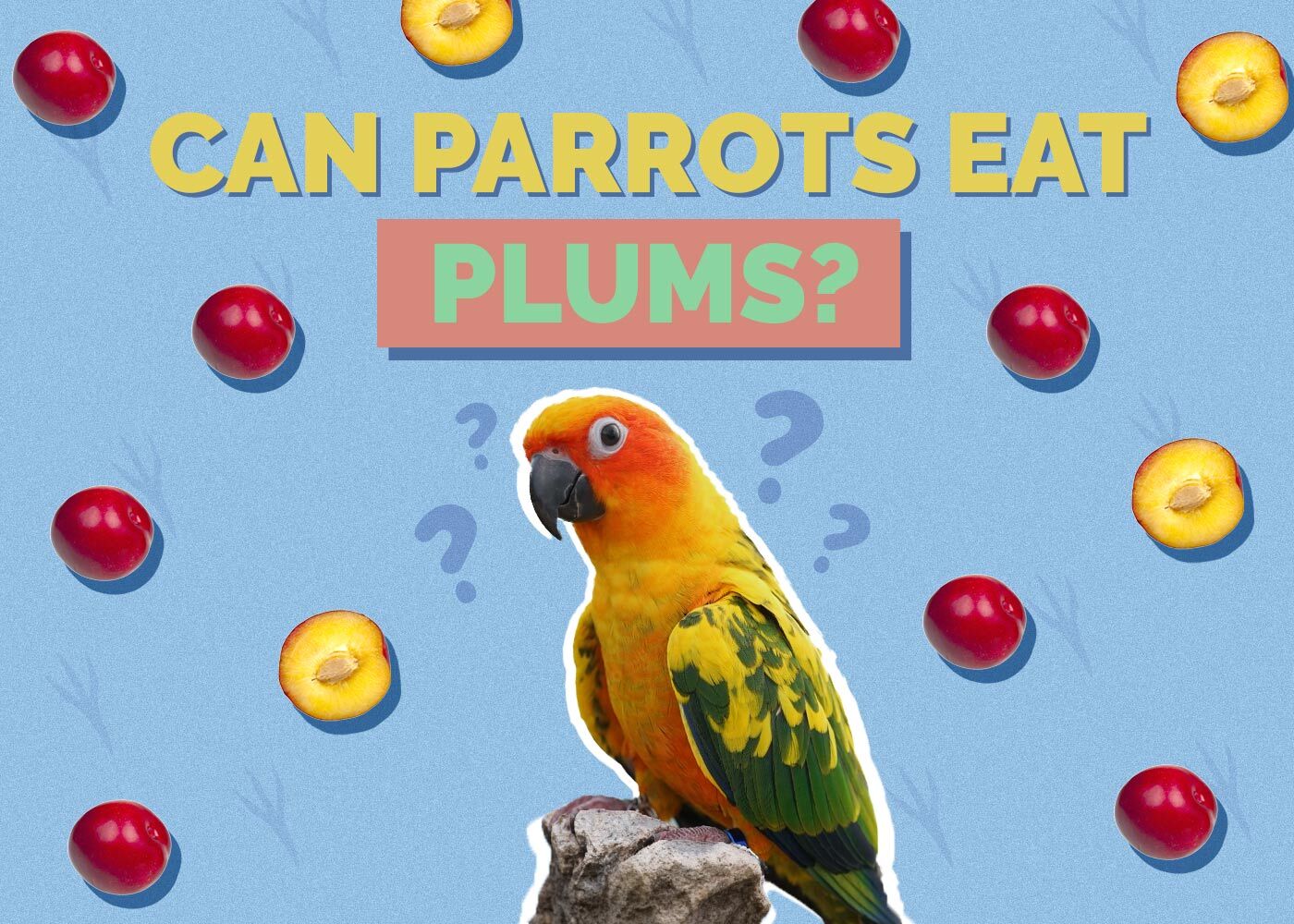 Can Parrots Eat Plums? Vet-Reviewed Nutritional Facts