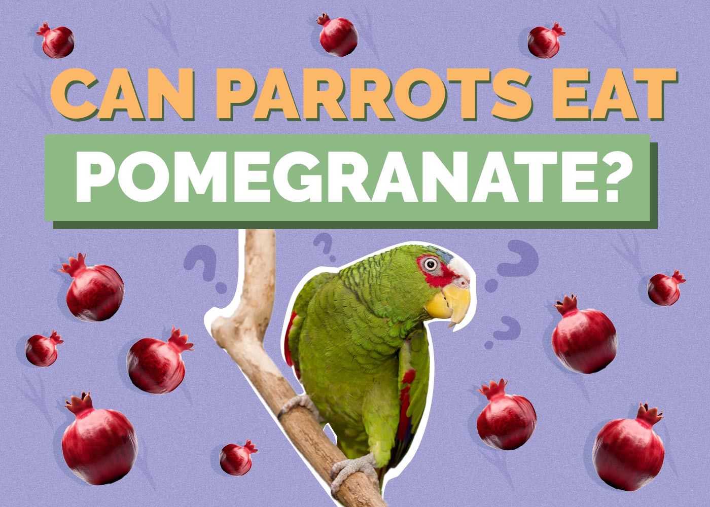Can Parrots Eat Pomegranate? Vet-Approved Feeding Facts