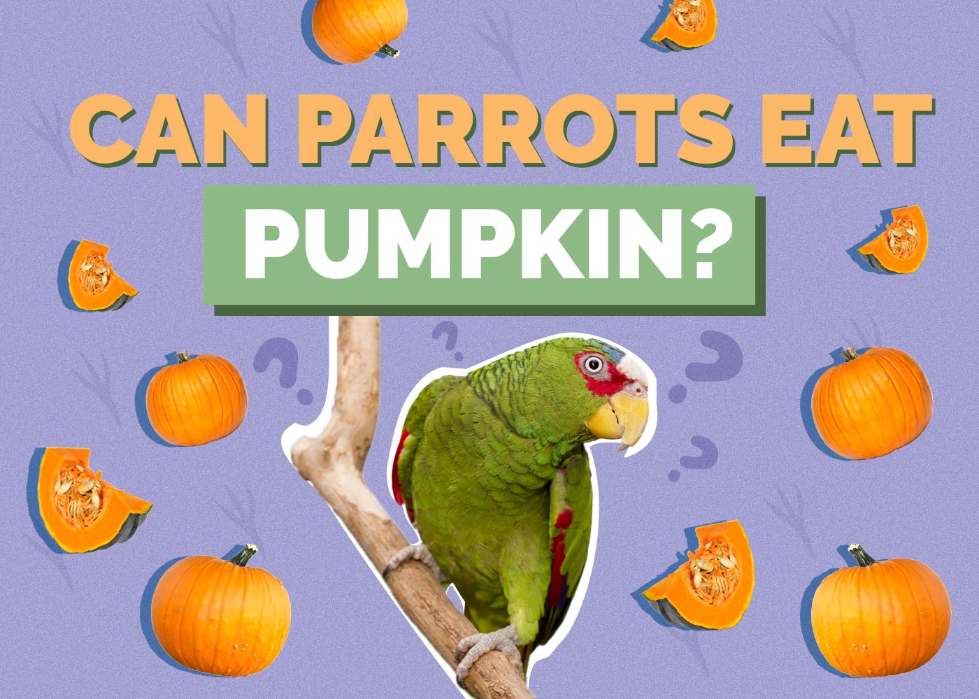 Can Parrots Eat Pumpkin? Vet-Approved Facts & FAQ