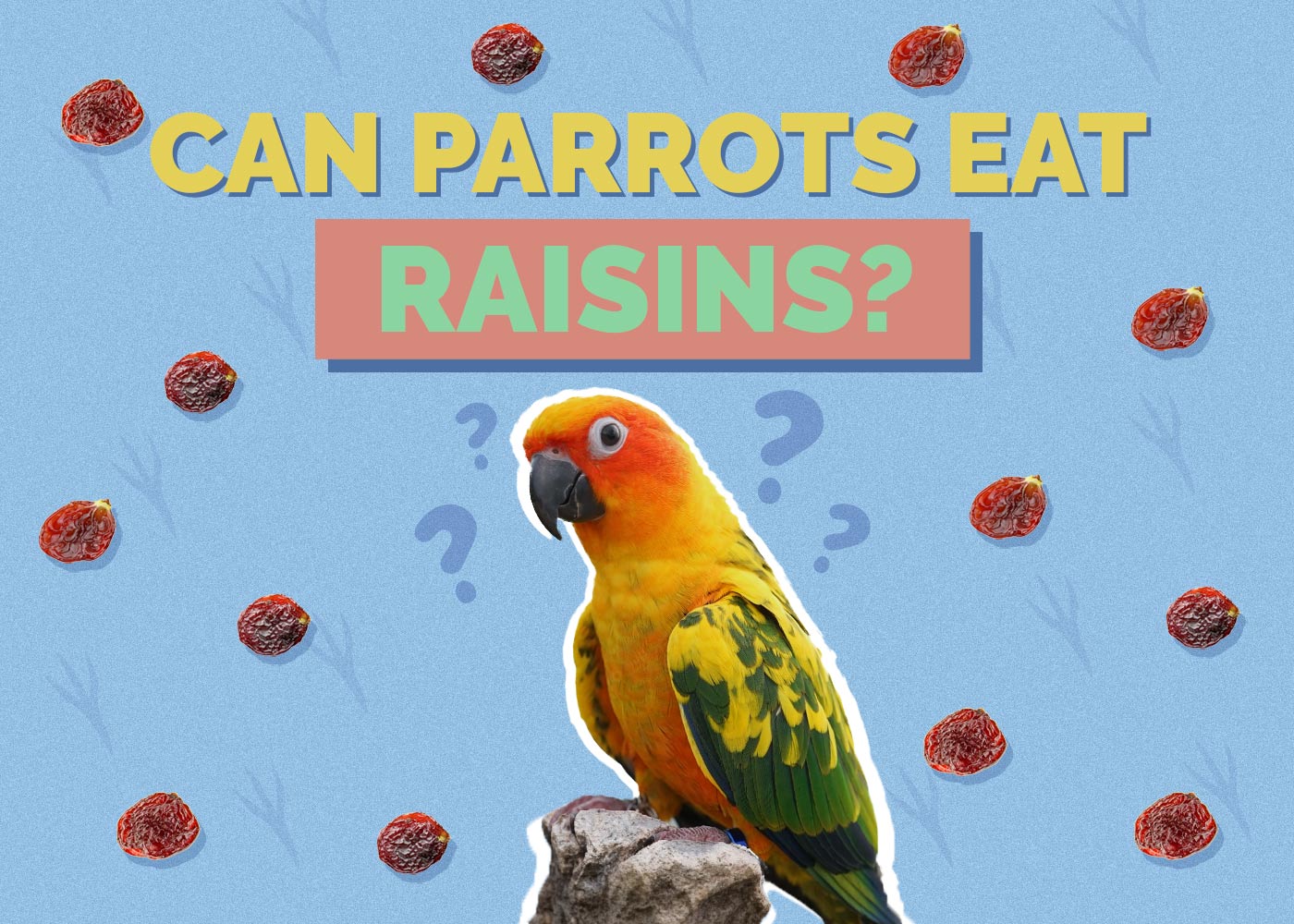 Can Parrots Eat Raisins? Vet-Approved Facts & FAQ
