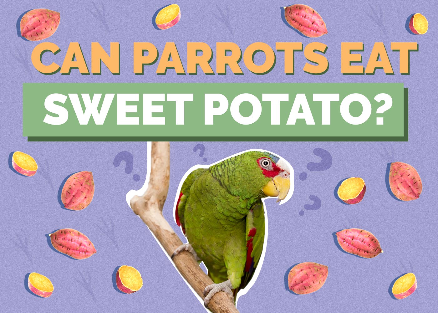 Can Parrots Eat Sweet Potato? Vet-Reviewed Nutritional Facts