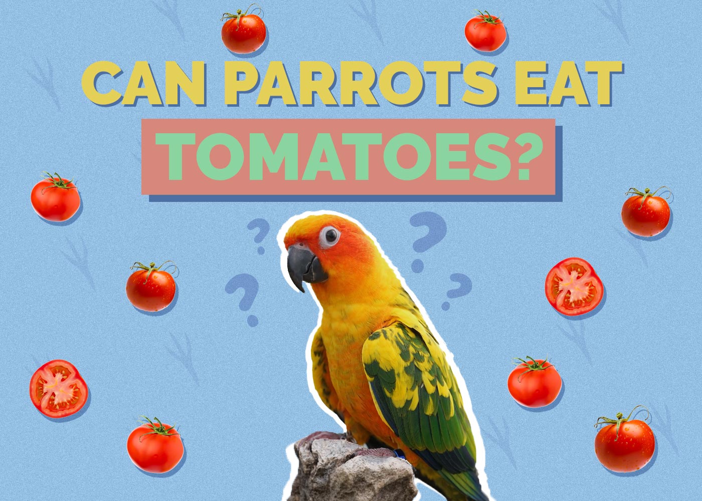 Can Parrots Eat Tomatoes? Vet-Approved Facts & FAQ