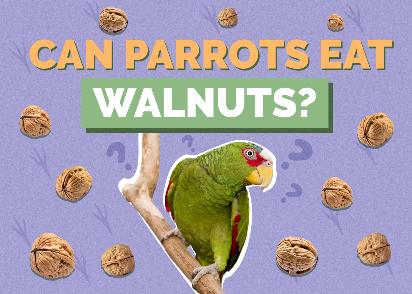 Can Parrots Eat Walnuts? Vet-Verified Facts & FAQ