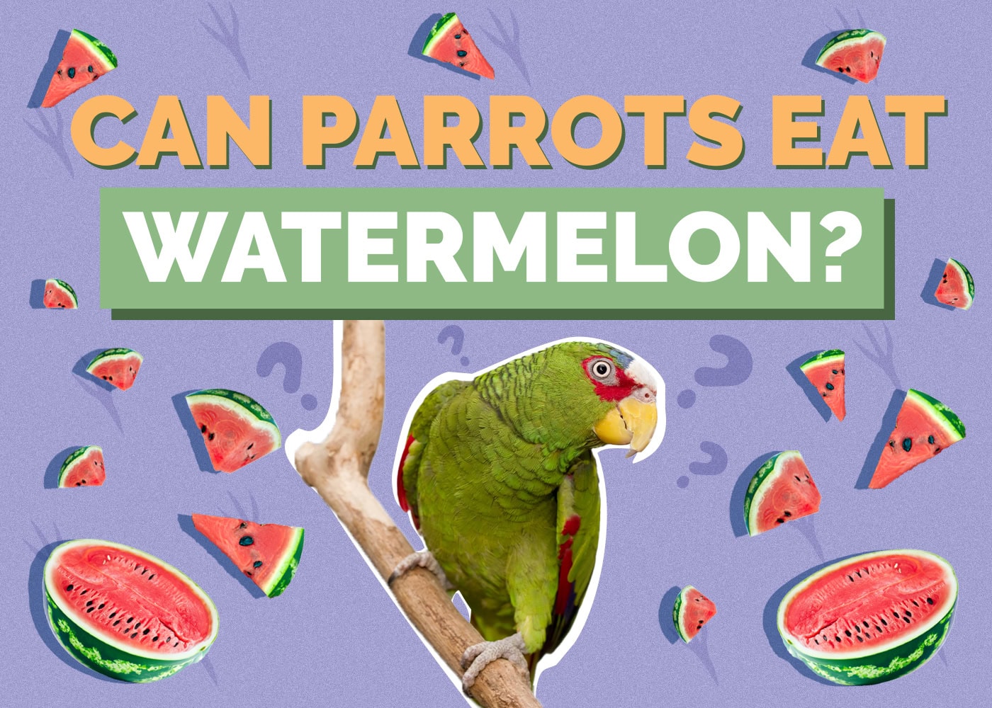 Can Parrots Eat Watermelon? Vet-Reviewed Facts & FAQ