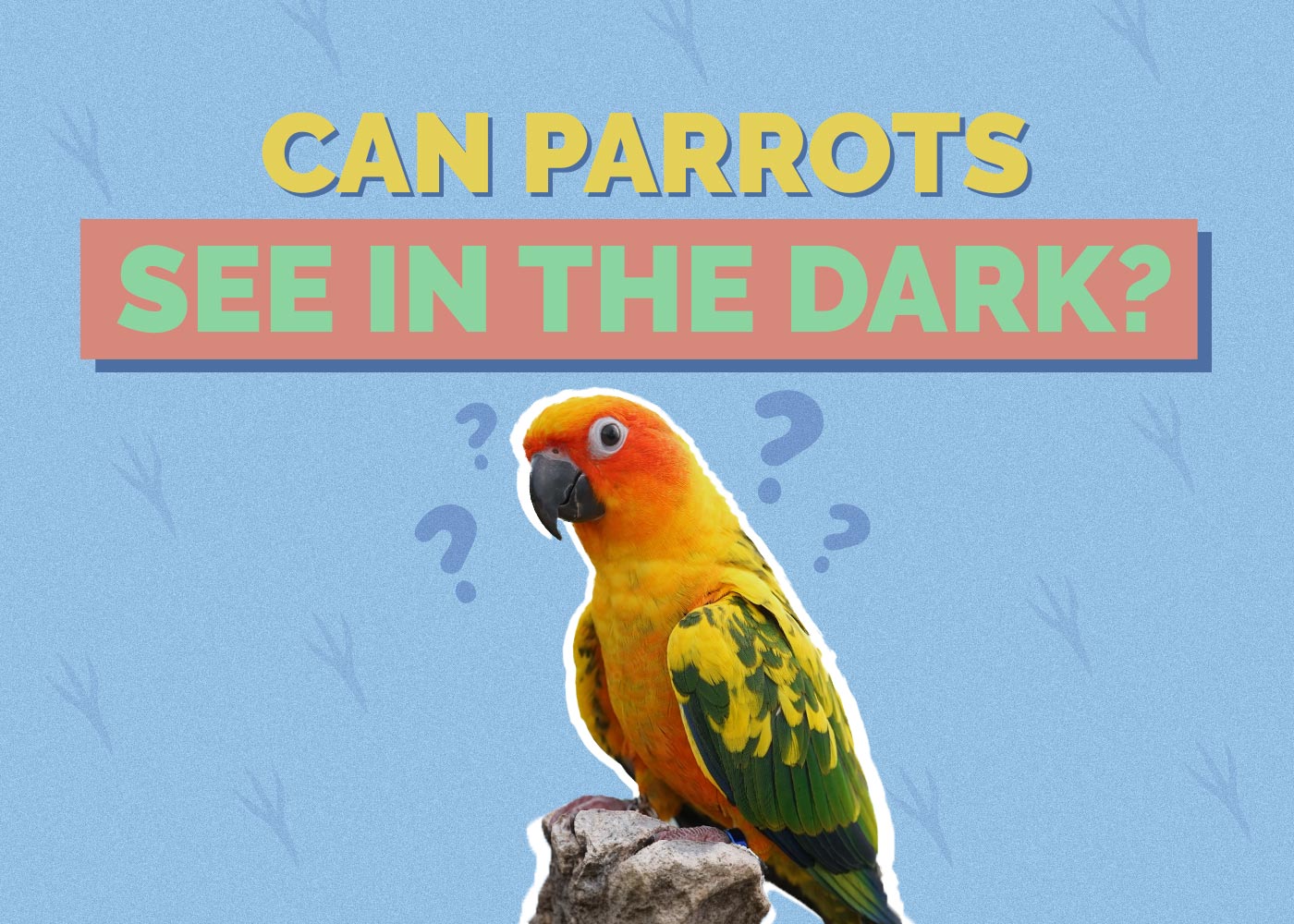Can Parrots See in the Dark? Vet-Approved Facts & Explanation