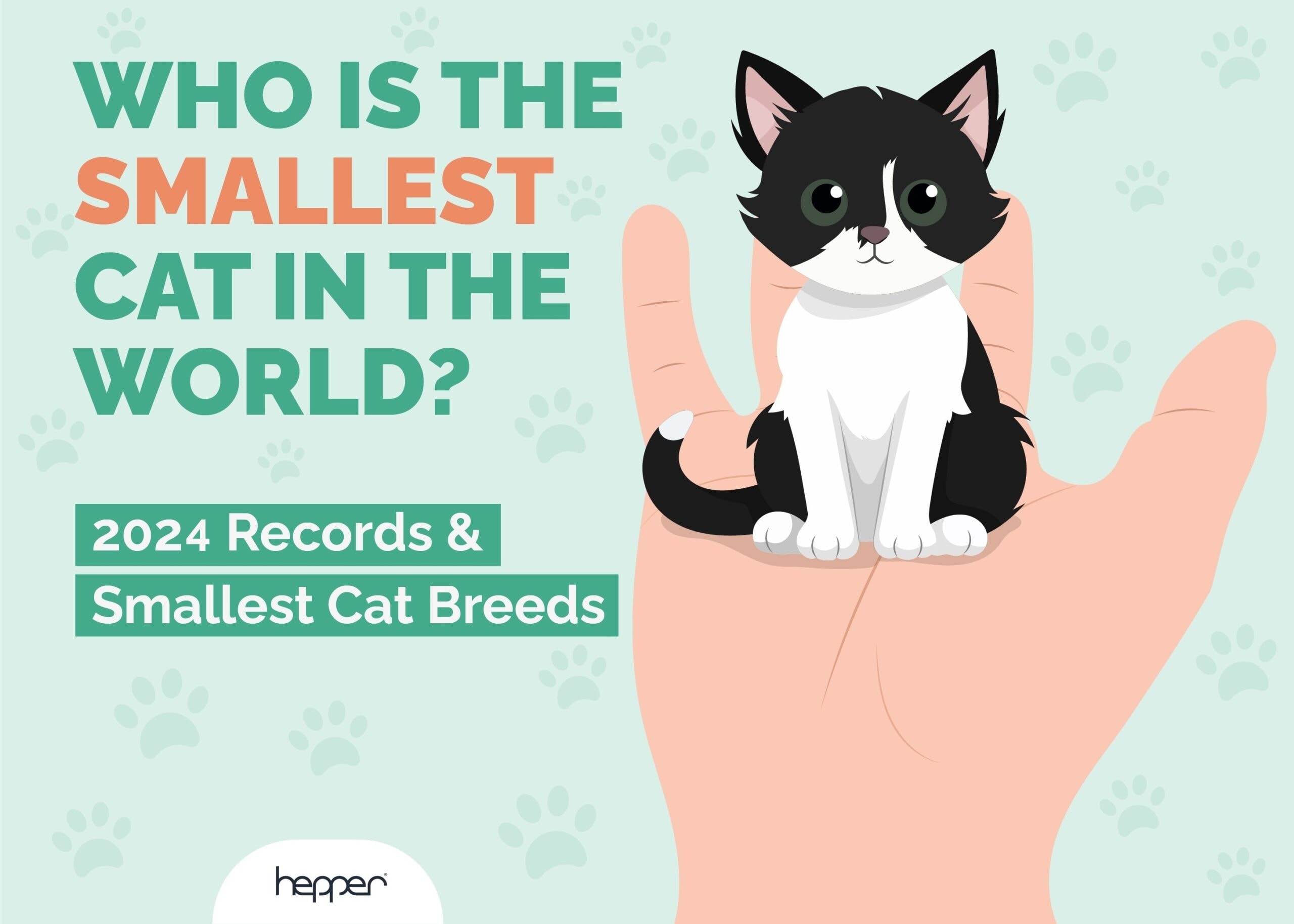 Who Is the Smallest Cat in the World? 2026 Records & Smallest Cat Breeds