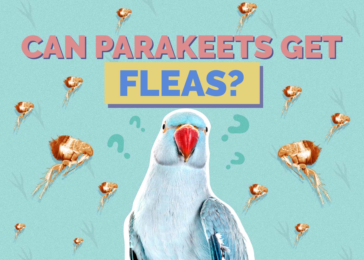 Can Parakeets Get Fleas? Vet-Reviewed Health Facts