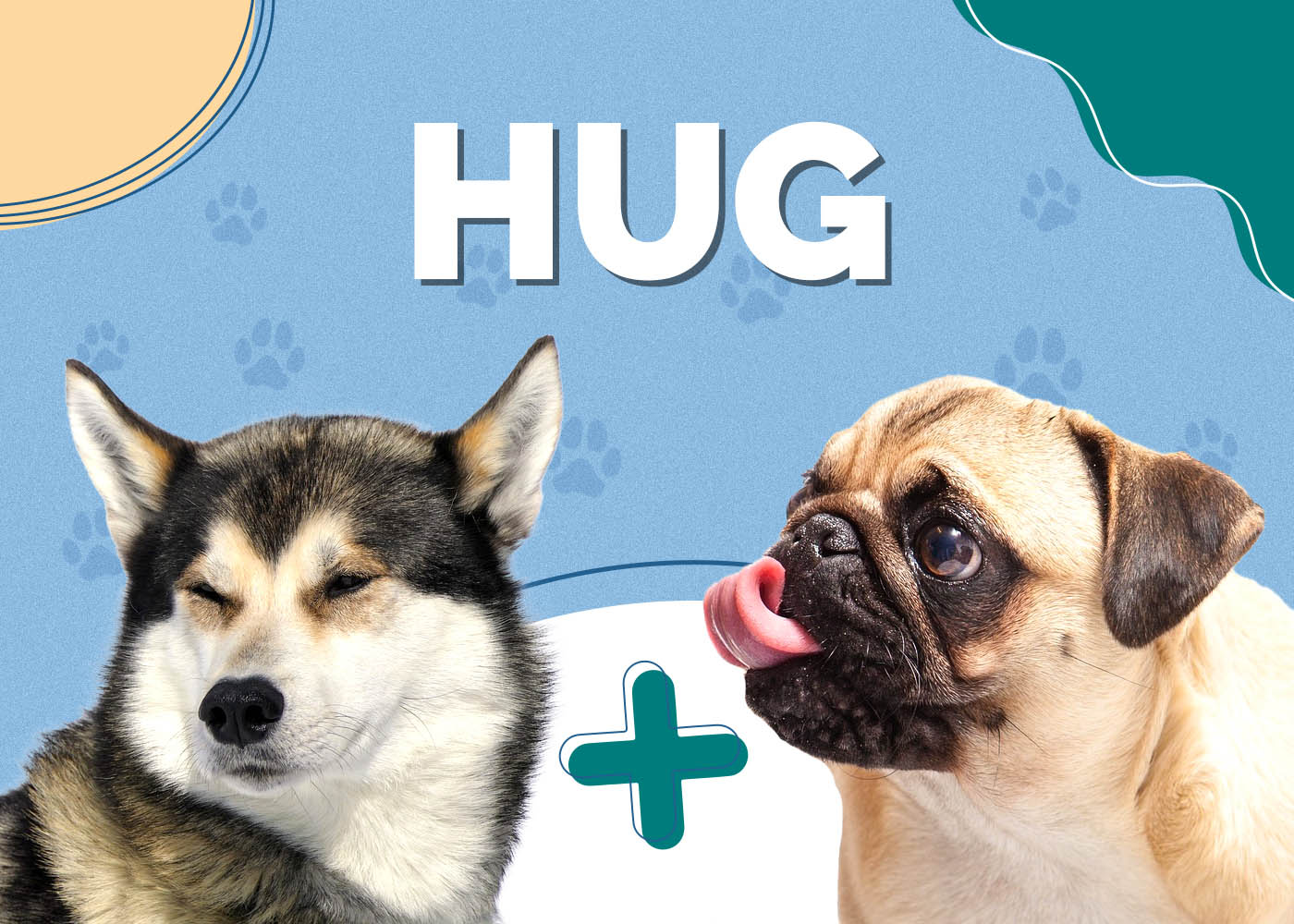 Hug Dog (Siberian Husky & Pug Mix): Info, Pictures, Characteristics & Facts