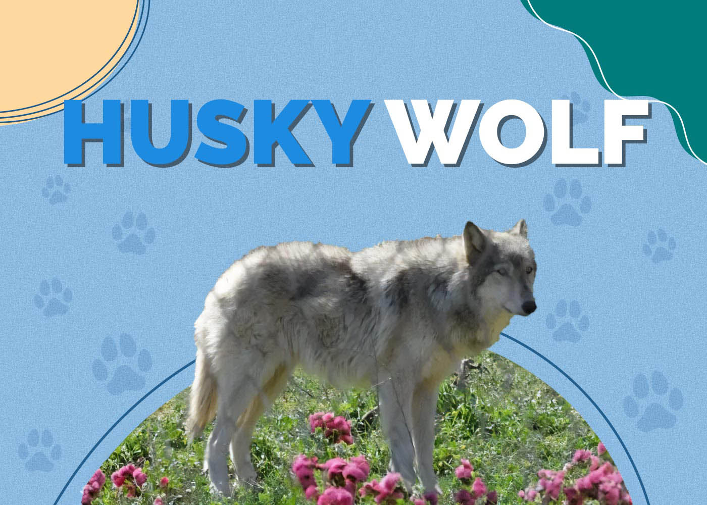 Husky Wolf Mix: Info, Pictures, Characteristics & More
