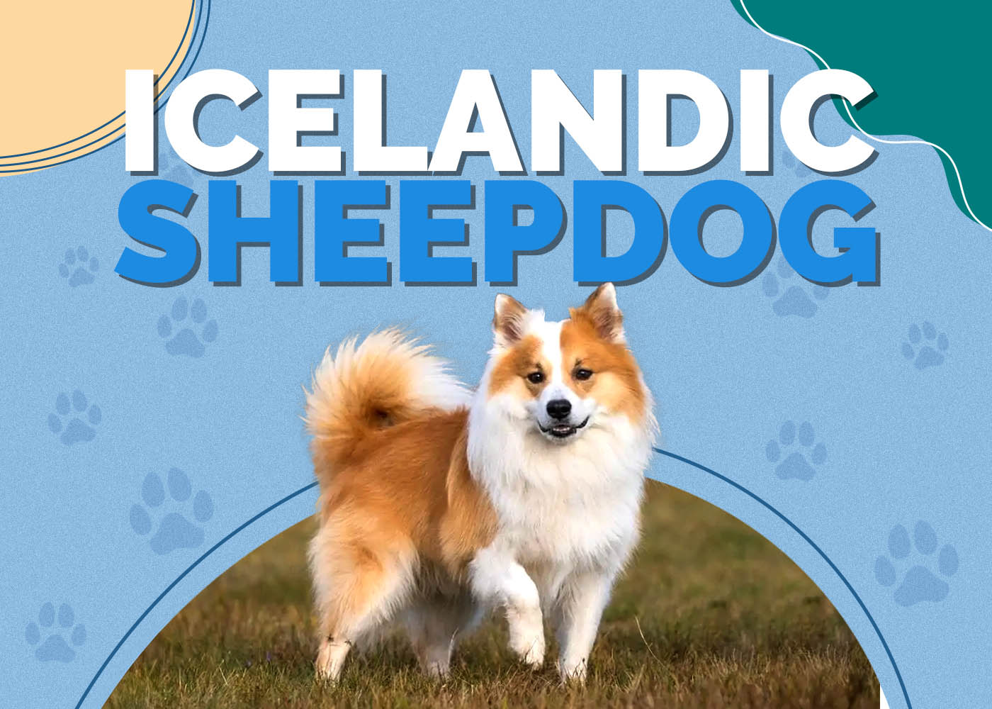 Icelandic Sheepdog: Breed Info, Pictures, Care Guide & Facts