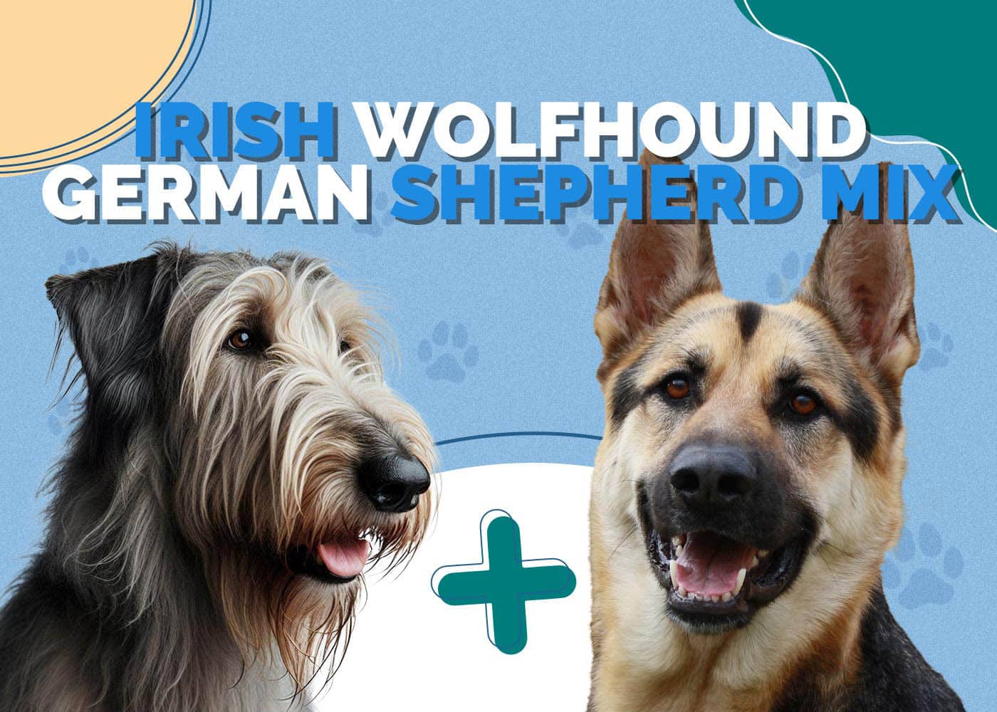 Irish Wolfhound German Shepherd Mix: Info, Pictures, Characteristics & More